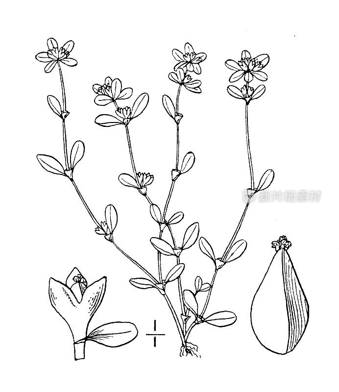 古植物学植物插图:Macounastrum Islandicum, Macounastrum